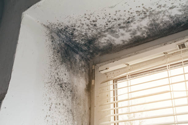 Affordable Commercial Mold Remediation solutions in Allentown, NJ
